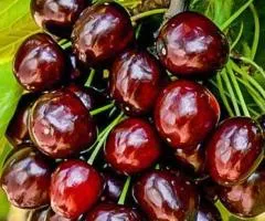 Черешня ГРЕЙС СТАР раннего срока созревания (двухлетняя)