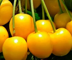 Черешня ДРОГАНА ЖОВТА позднего срока (двулетняя)