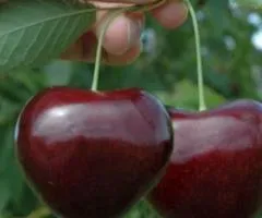 Черешня КАНАДСКИЙ ГИГАНТ среднепозднего срока (двулетняя)