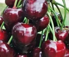 Черешня КАСАНДРА раннего срока созревания (двухлетняя)