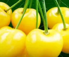 Черешня колонновидная МЕРТОН ГЛОРИ раннего срока (двухлетняя)
