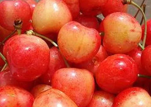Черешня РАЙНЕР позднего срока созревания (двулетняя)