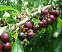 Cherry SVIT ARIANA early ripening (two-year-old)