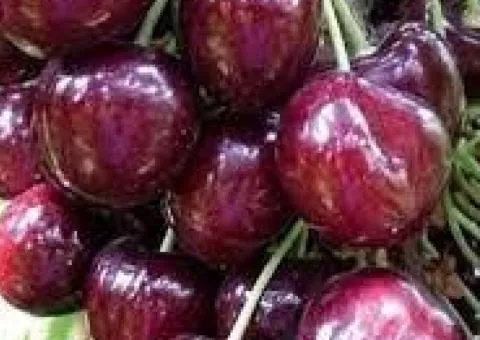 Черешня СВИТ ЛОРЕНЦ среднеспелая (двухлетняя)