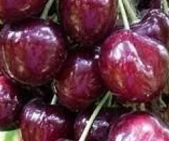 Черешня СВИТ ЛОРЕНЦ среднеспелая (двухлетняя)