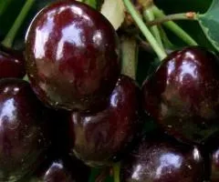 Черешня СВИТ ХАРТ среднепозднего срока (двухлетняя)