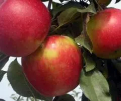 Яблоня АЙДАРЕД зимнего срока созревания (двухлетняя)
