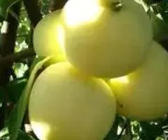 Яблоня БЕЛЫЙ НАЛИВ летнего срока созревания (двухлетняя)