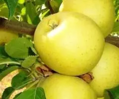 Яблоня ГОЛДЕН СМУТИ зимнего срока созревания (двулетняя)
