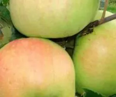 Яблоня Пепинка Золотистая осеннего срока созревания (двухлетняя)