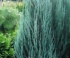 Juniper BLUE ARROW with rootball (8 years old)