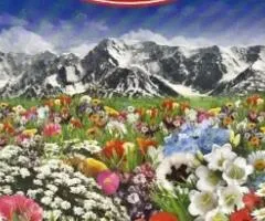 Газон Альпійський Луг GL SEEDS 200г.