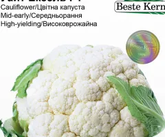 Капуста Уайт Ексель F1 Beste Kern 20 шт