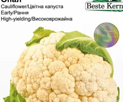 Капуста цвітна Опал Beste Kern 20шт.