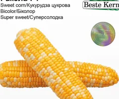Сахарная кукуруза Ракель F1 Beste Kern 5 г.