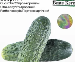 Огірок Бьорн F1 Beste Kern 10 шт