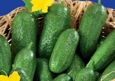 Огірок сортовий Воргебінштраубе GLSeeds 0,5г.