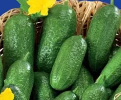 Огірок сортовий Воргебінштраубе GLSeeds 0,5г.