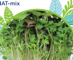 Салат - микс 10г. GLSeeds