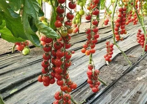 Томат Преціозо F1 1000шт. від Esasem Seeds