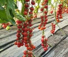 Томат Преціозо F1 1000шт. від Esasem Seeds