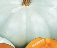 Тыква Волжская серая 2 г, Семена овощей, 20 шт.