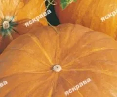 Тыква Стофунтовка 3 г, Семена овощей, 20 шт.