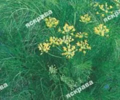 Укроп Амброзия 5 г, Семена овощей, 20 шт.