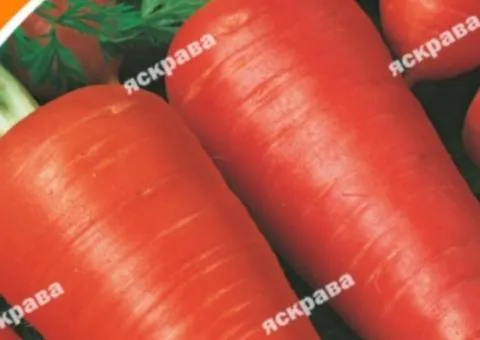 Морковь Шантане 3 г, Семена овощей, 20 шт.