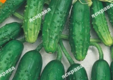 Огурец Кустовой 1 г, Семена овощей, 20 шт.