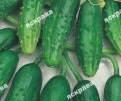 Огурец Кустовой 1 г, Семена овощей, 20 шт.