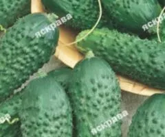 Огурец Родничок F1 0.5 г, Семена овощей, 20 шт.
