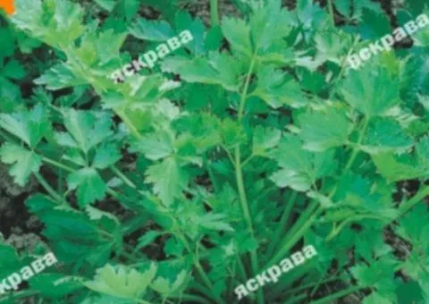 Leaf celery 0.5 g, Vegetable seeds, 20 pcs.