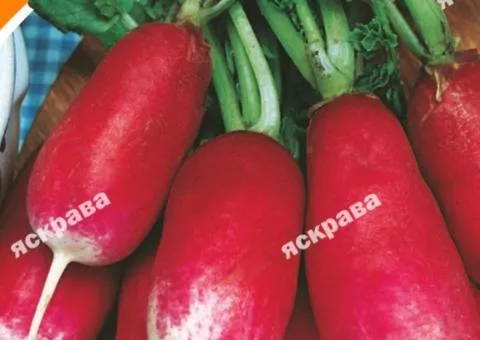 Редиска 18 дней 3 г, Семена овощей, 20 шт.