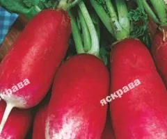 Редиска 18 дней 3 г, Семена овощей, 20 шт.