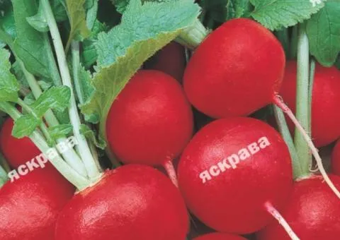 Редиска Ранняя красная 3 г, Семена овощей, 20 шт.