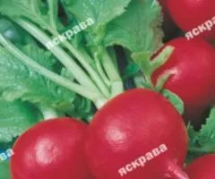 Редиска Рубин 3 г, Семена овощей, 20 шт.