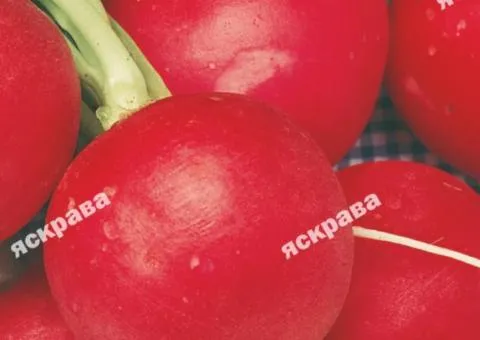 Редиска Сакса 3 г, Семена овощей, 20 шт.