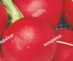 Редиска Сакса 3 г, Семена овощей, 20 шт.