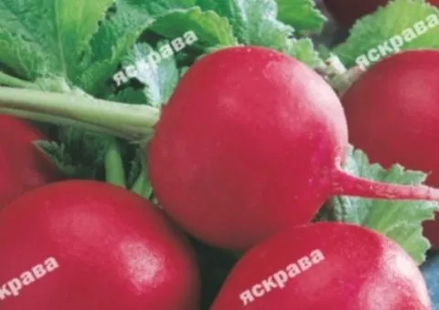 Редиска Сора 3 г, Семена овощей, 20 шт.