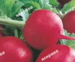 Редиска Сора 3 г, Семена овощей, 20 шт.