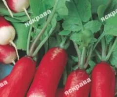 Редиска Французский завтрак 3 г, Семена овощей, 20 шт.
