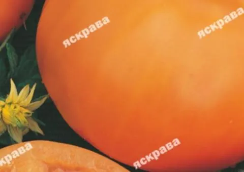 Tomato Orange 0.1 g, Vegetable Seeds, 20 pcs