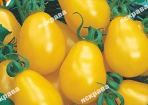 Tomato Banana Yellow 0.1 g, Vegetable Seeds, 20 pcs