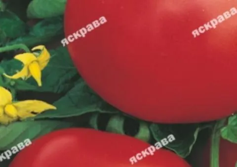 Tomato Bilyi Nalyv 0.2 g, Vegetable Seeds, 20 pcs