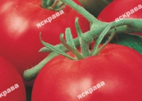 Tomato Volgogradsky 5/95 0.2 g, Vegetable seeds, 20 pcs