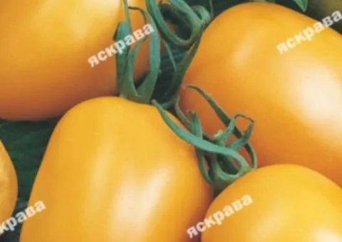 Tomato De-Barau Golden 0.1 g, Vegetable Seeds, 20 pcs