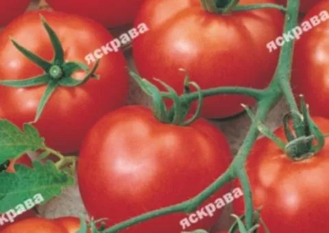 Tomato Dika troyanda 0.1 g, Vegetable seeds, 20 pcs