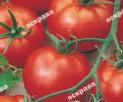 Томат Дика троянда 0.1 г, Семена овощей, 20 шт.