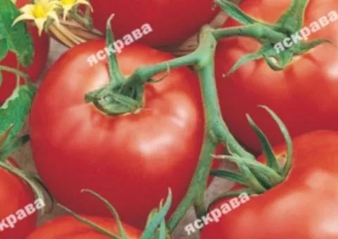 Tomato Efemer 0.1 g, Vegetable seeds, 20 pcs